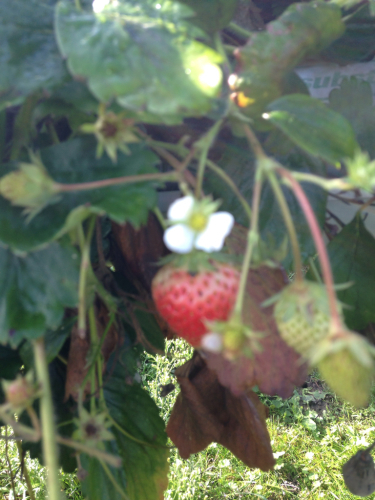 郊外へ新鮮な野菜とフルーツを収穫_f0128215_21453807.jpg