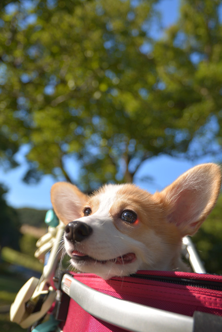 カートで公園デビュー_d0102523_1915057.jpg