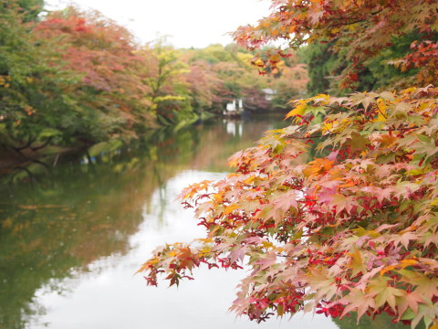 三次曳屋準備:弘前城石垣工事*2015.10.14_b0147224_22135574.jpg