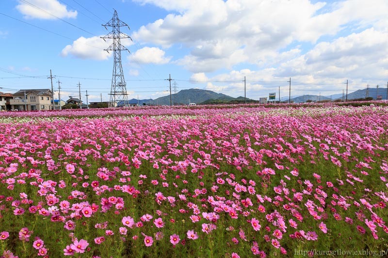 滋賀　近江八幡市　野田町のコスモス畑_b0325840_22145455.jpg