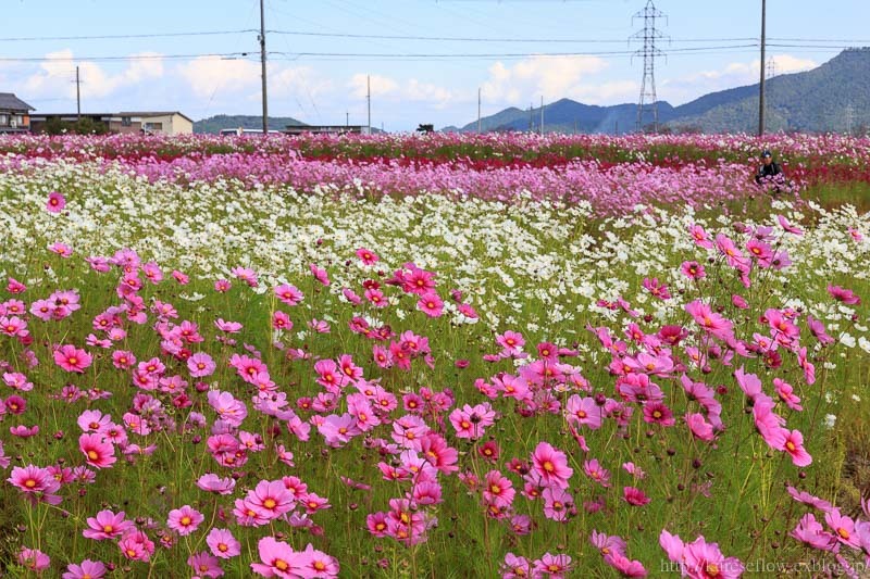 滋賀　近江八幡市　野田町のコスモス畑_b0325840_22150012.jpg