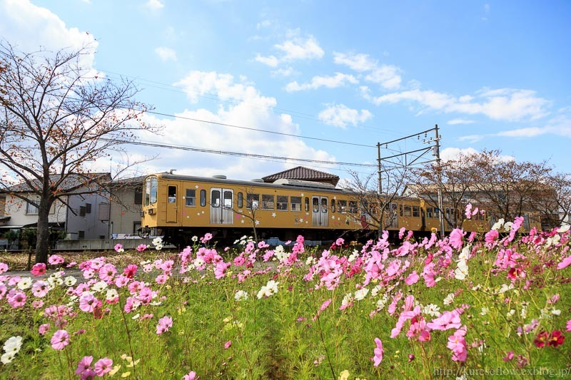 滋賀　近江八幡市　野田町のコスモス畑_b0325840_22192925.jpg