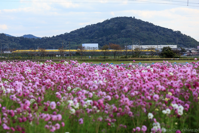 滋賀　近江八幡市　野田町のコスモス畑_b0325840_22242494.jpg