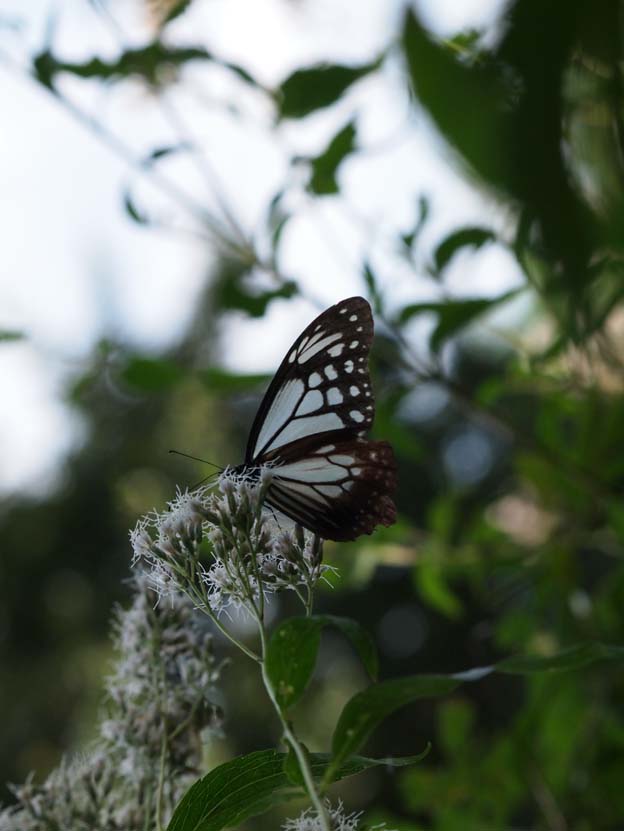 江戸川のフジバカマに集うアサギマダラ - Ⅱ 千葉県・市川市国府台_d0149245_22482837.jpg