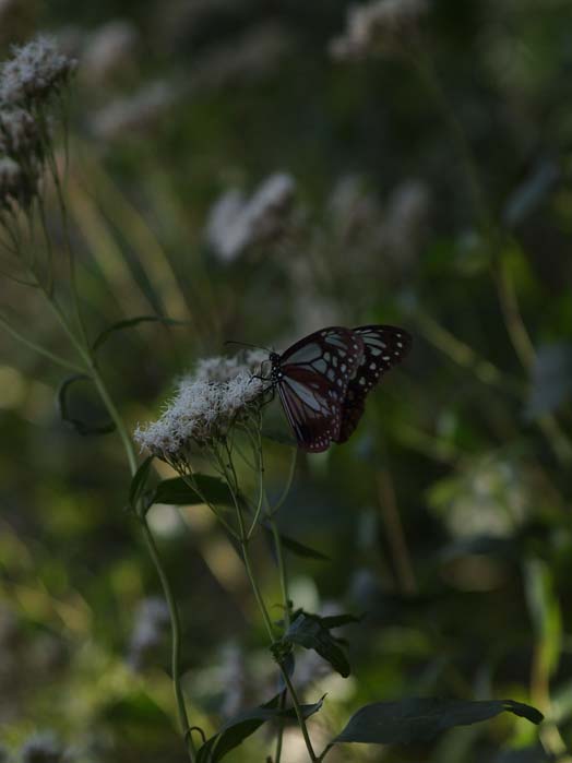 江戸川のフジバカマに集うアサギマダラ - Ⅱ 千葉県・市川市国府台_d0149245_22483911.jpg