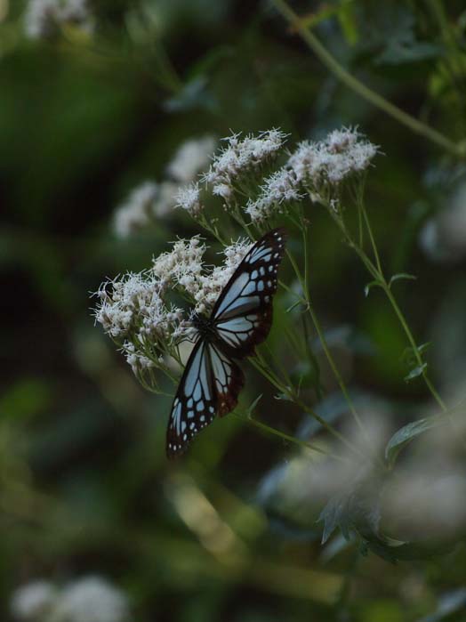 江戸川のフジバカマに集うアサギマダラ - Ⅱ 千葉県・市川市国府台_d0149245_22484914.jpg