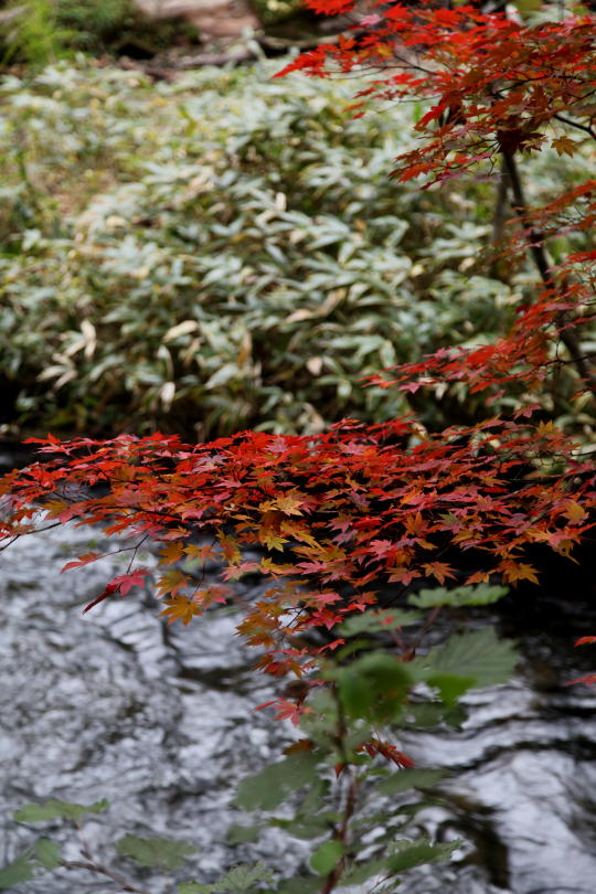 奥日光　紅葉　2015 その3_b0168647_22501829.jpg