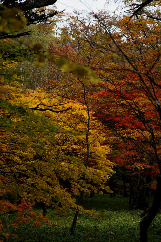 奥日光　紅葉　2015 その3_b0168647_22521019.jpg