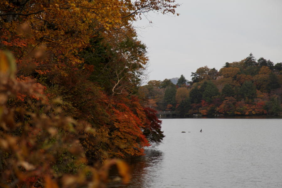 奥日光　紅葉　2015 その3_b0168647_22551868.jpg