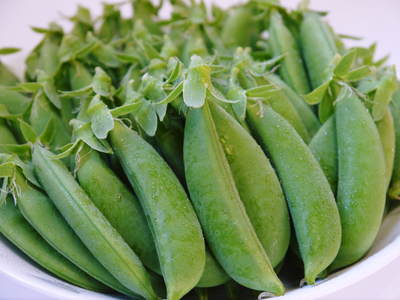 スナップエンドウ「シャキ甘“菊光”」 今年は直播で11月中旬から収穫するばい!!_a0254656_17451986.jpg