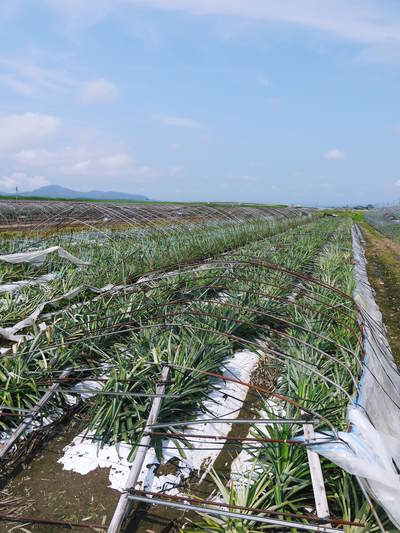 スナップエンドウ「シャキ甘“菊光”」 今年は直播で11月中旬から収穫するばい!!_a0254656_18221052.jpg