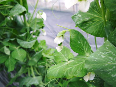 スナップエンドウ「シャキ甘“菊光”」 今年は直播で11月中旬から収穫するばい!!_a0254656_18543267.jpg