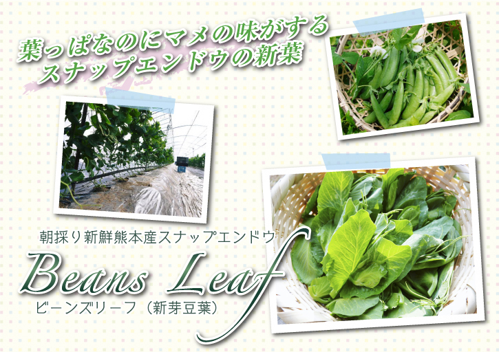 スナップエンドウ「シャキ甘“菊光”」 令和元年度の栽培スタート!年内の出荷に向け元気に芽吹き成長中!_a0254656_1912352.jpg