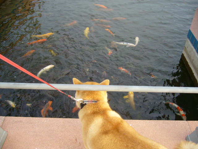 ’15,10,14(水)ダイナミックな勝浦の空!_f0060461_6391214.jpg
