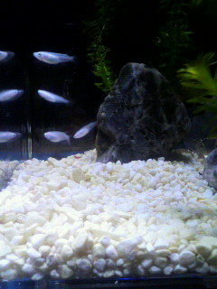 魚・肴・さかな♪_d0096499_11512661.jpg