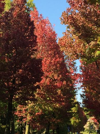 金沢市で一番好きな道 アメリカ楓街路樹の紅葉 お花に囲まれて 金沢市で一番好きな道 アメリカ楓街路樹の紅葉 お花に囲まれて