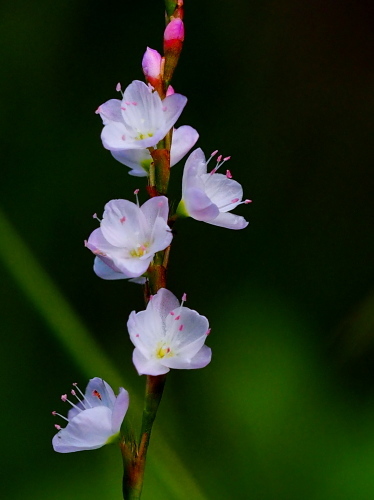 蓼食う虫も好き好き タデの花 野路に一凛