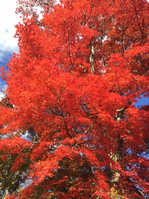 見晴台の紅葉_e0192217_9251997.jpg