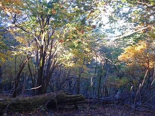 f0193521_7304867.jpg