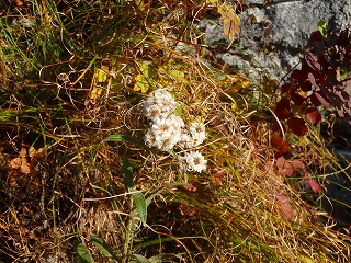 f0193521_731543.jpg