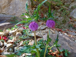 f0193521_9325125.jpg