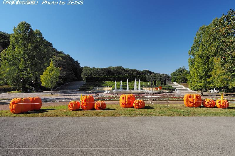 秋は武蔵丘陵森林公園へ行こう！_a0195032_13402026.jpg