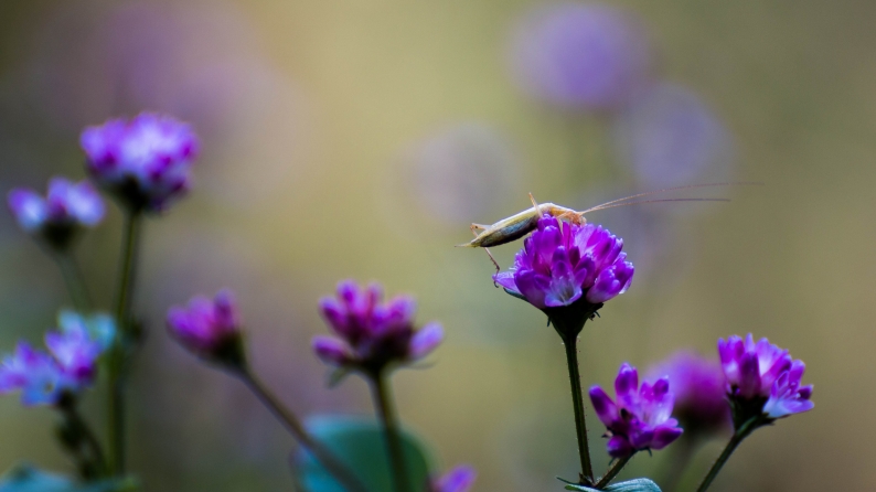 花写　015-1328　　ミゾソバ_d0060435_22365690.jpg