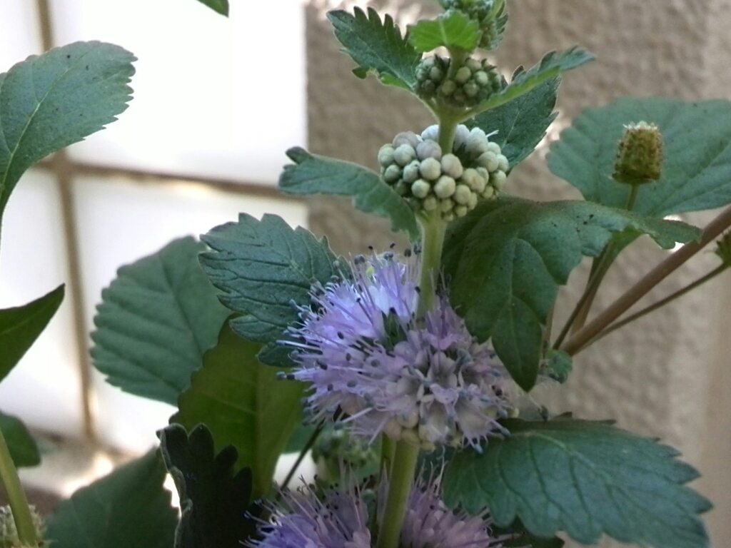 c0348441_17133669.jpg