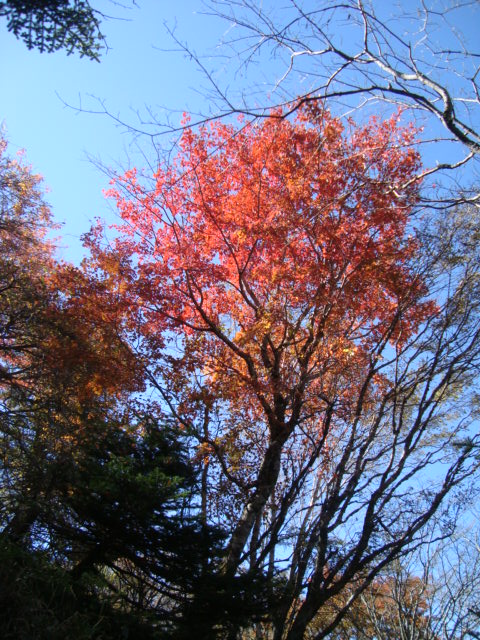 e0060041_949792.jpg