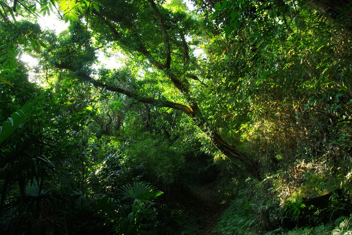 三浦半島　小網代の森（こあじろのもり)6_d0185744_17223948.jpg