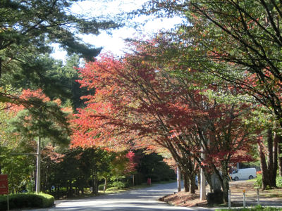 スパティオ通りの桜の紅葉2015_f0019247_095324.jpg