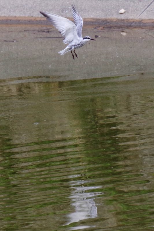 ２度目の与那国・野鳥編_b0144049_17535950.jpg