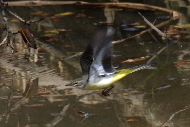 ２度目の与那国・野鳥編_b0144049_17542058.jpg