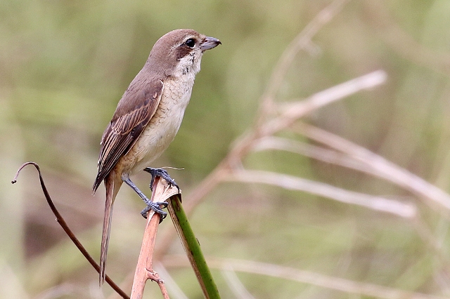 ２度目の与那国・野鳥編_b0144049_17584887.jpg