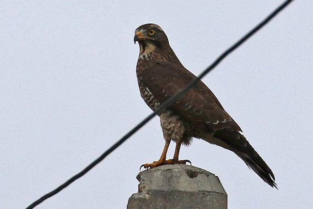 ２度目の与那国・野鳥編_b0144049_1802833.jpg