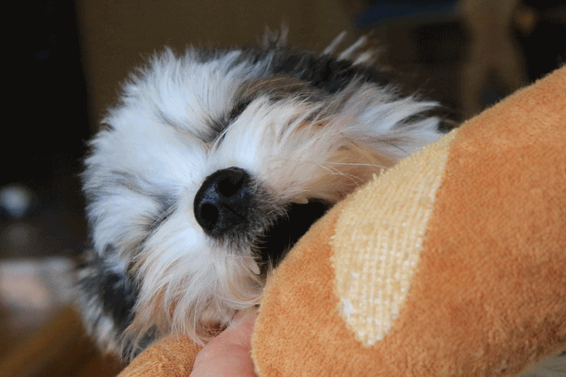 c0145250_11303854.gif