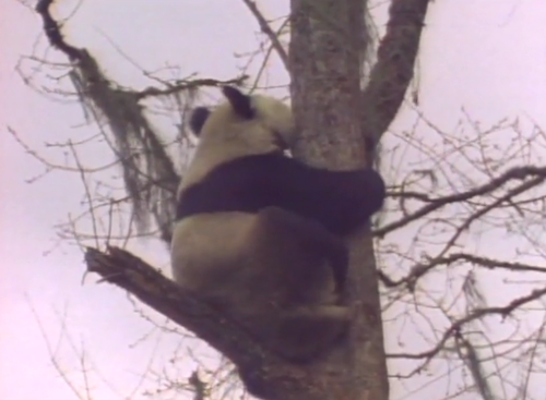 本日の配信映画は「動物映像大百科 第1巻B面 」_b0115553_111952.png