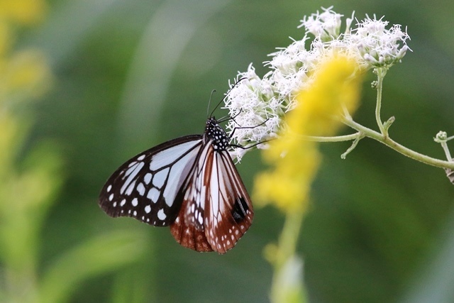 マイナンバー_d0266457_23073757.jpg