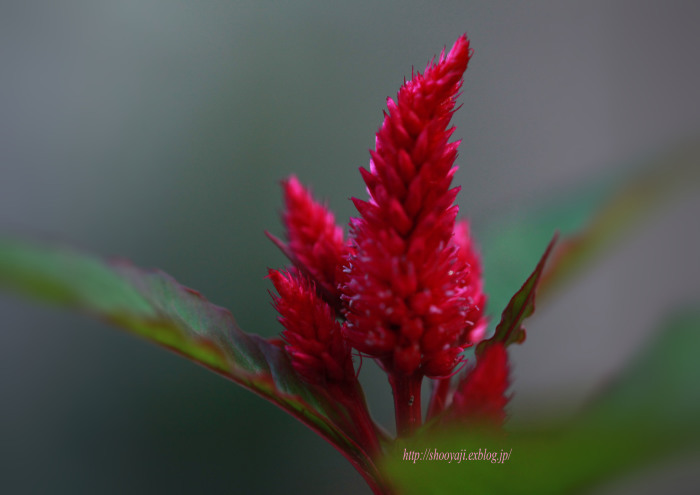 Wild Flowers_a0333661_21461332.jpg