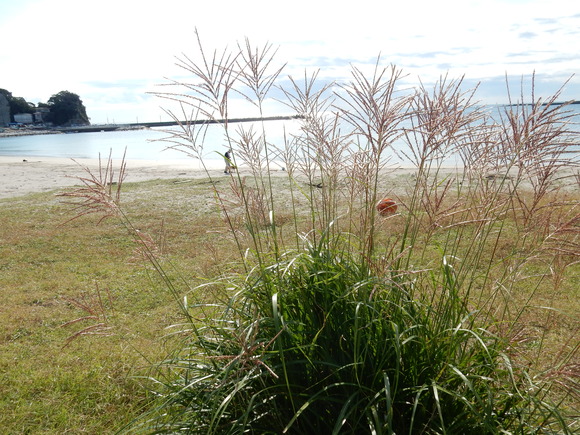 ’15,10,15(木)房総の鋸山に行ってきたYO!_f0060461_14155532.jpg