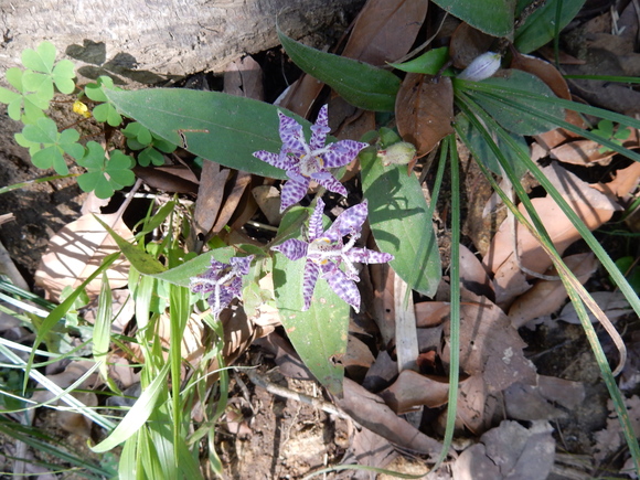 ’15,10,15(木)房総の鋸山に行ってきたYO!_f0060461_15403147.jpg