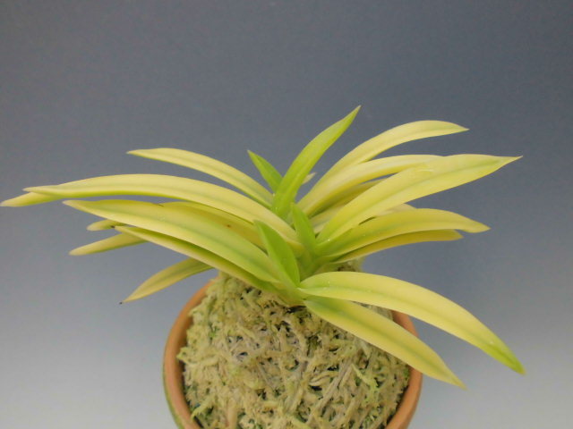 富貴蘭 黄金錦 : DREAM GRASSES