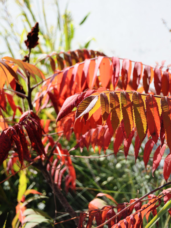 ルス ティフィナの紅葉など ^^_f0191870_22022858.jpg