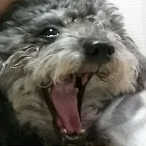 あくび_c0231772_1358668.png