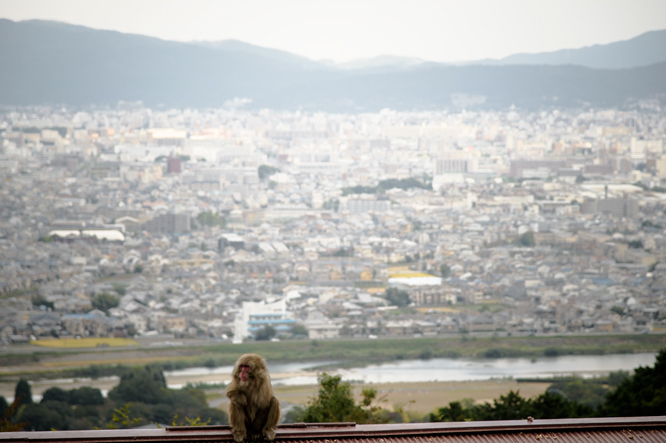 京都嵐山モンキーパークいわたやま_c0108673_23112430.jpg