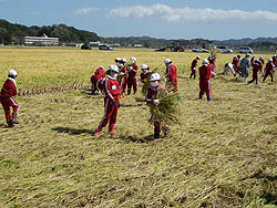 稲刈り体験(緑ヶ丘小・北郷小)_d0247484_18115770.jpg