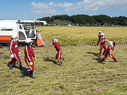 稲刈り体験(緑ヶ丘小・北郷小)_d0247484_18121032.jpg