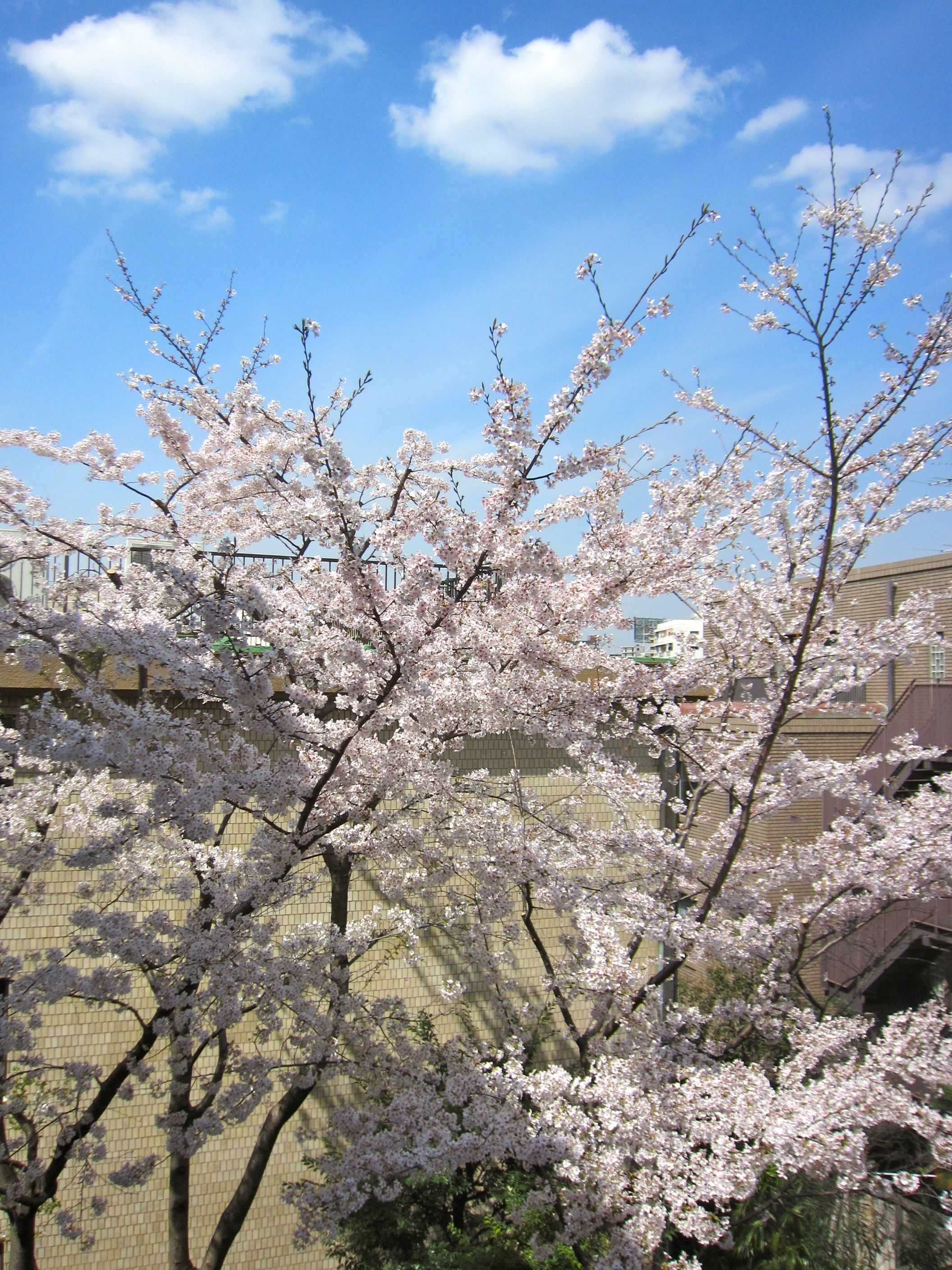 本日の桜♪_d0339889_12005970.jpg