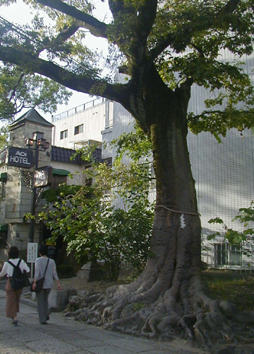 ●神社の造形―安井金刀比羅宮の参道_d0053294_20232489.jpg