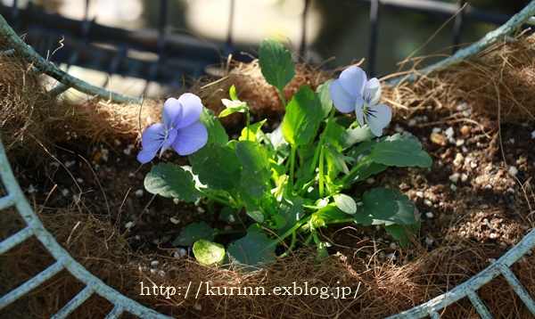 初秋に囲まれて　春待ち寄せ植えを作ったよ＾＾♪_a0123003_12204619.jpg